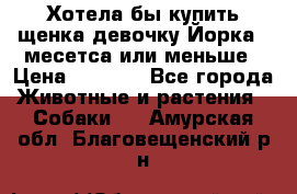 Хотела бы купить щенка девочку Йорка 2 месетса или меньше › Цена ­ 5 000 - Все города Животные и растения » Собаки   . Амурская обл.,Благовещенский р-н